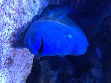 すみだ水族館に投稿された画像（2020/8/18）