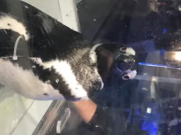 すみだ水族館に投稿された画像（2020/8/18）