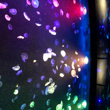 すみだ水族館に投稿された画像（2020/8/18）