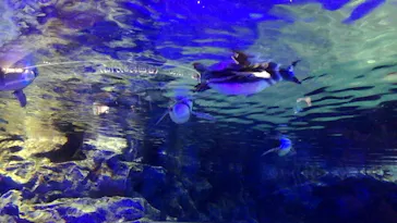 すみだ水族館に投稿された画像（2020/8/18）