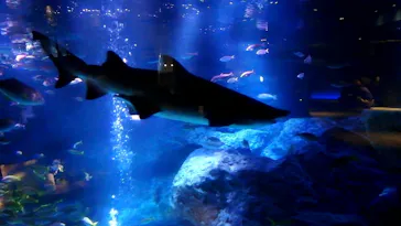 すみだ水族館に投稿された画像（2020/8/18）