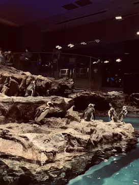 すみだ水族館に投稿された画像（2020/8/18）