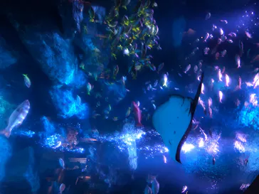 すみだ水族館に投稿された画像（2020/8/18）