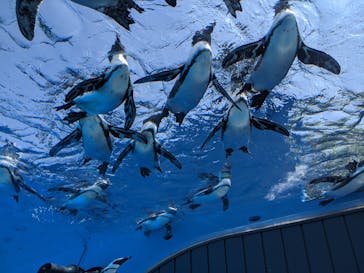 サンシャイン水族館に投稿された画像（2020/8/18）