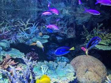 サンシャイン水族館に投稿された画像（2020/8/18）