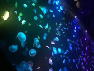 すみだ水族館に投稿された画像（2020/8/18）