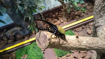 としまえんに投稿された画像（2020/8/18）