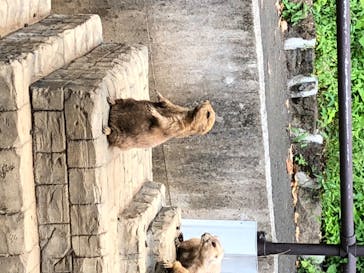 伊豆シャボテン動物公園に投稿された画像（2020/8/18）