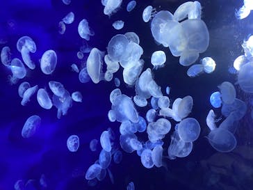 サンシャイン水族館に投稿された画像（2020/8/18）