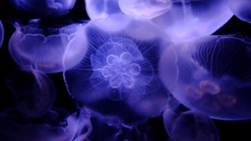 サンシャイン水族館に投稿された画像（2020/8/18）