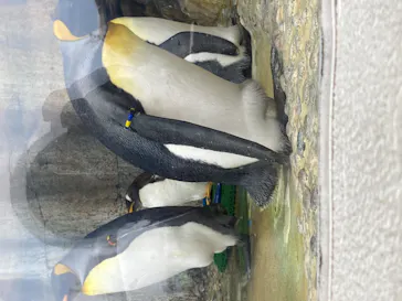 仙台うみの杜水族館に投稿された画像（2020/8/18）