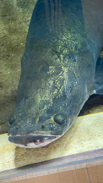 仙台うみの杜水族館に投稿された画像（2020/8/18）