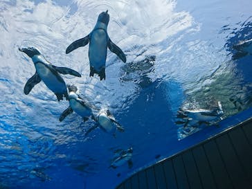 サンシャイン水族館に投稿された画像（2020/8/18）