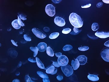 サンシャイン水族館に投稿された画像（2020/8/18）