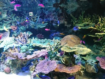 サンシャイン水族館に投稿された画像（2020/8/18）