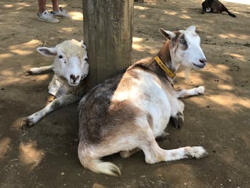 成田ゆめ牧場に投稿された画像（2020/8/18）