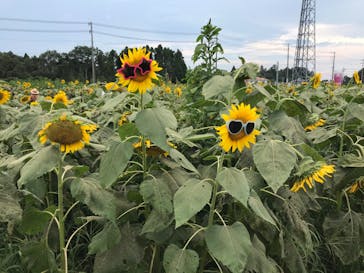 成田ゆめ牧場に投稿された画像（2020/8/18）