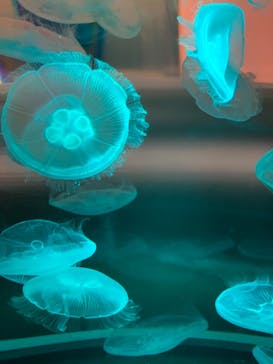 四国水族館に投稿された画像（2020/8/18）