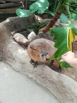 神戸どうぶつ王国に投稿された画像（2020/8/18）