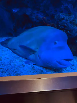 すみだ水族館に投稿された画像（2020/8/18）