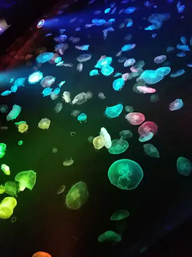 すみだ水族館に投稿された画像（2020/8/18）