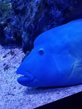 すみだ水族館に投稿された画像（2020/8/18）