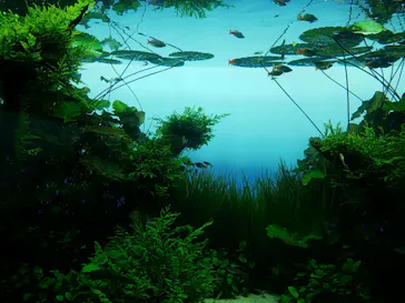 すみだ水族館に投稿された画像（2020/8/18）