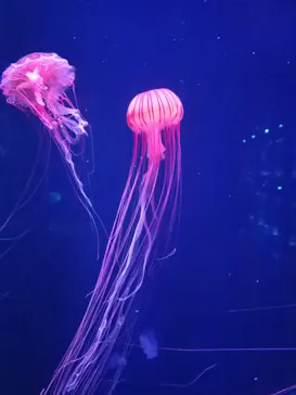 すみだ水族館に投稿された画像（2020/8/18）