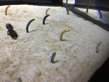 すみだ水族館に投稿された画像（2020/8/18）