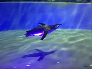 すみだ水族館に投稿された画像（2020/8/18）