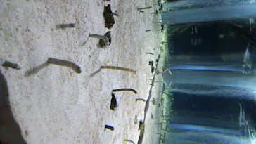 すみだ水族館に投稿された画像（2020/8/18）