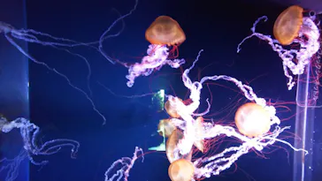 すみだ水族館に投稿された画像（2020/8/18）