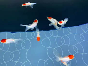 すみだ水族館に投稿された画像（2020/8/18）