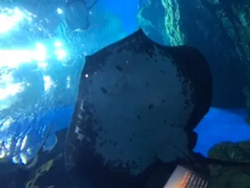 仙台うみの杜水族館に投稿された画像（2020/8/18）