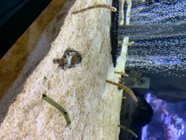 すみだ水族館に投稿された画像（2020/8/18）