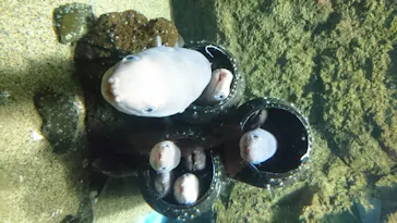 仙台うみの杜水族館に投稿された画像（2020/8/18）