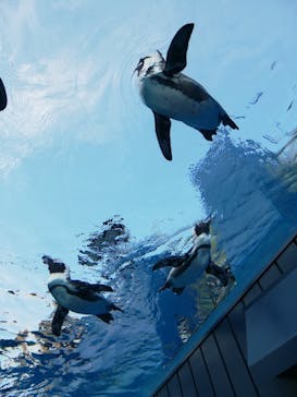 サンシャイン水族館に投稿された画像（2020/8/19）