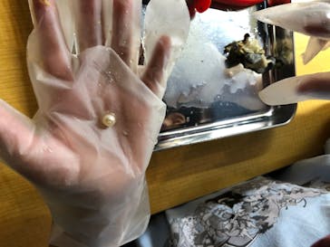 三重県真珠に投稿された画像（2020/8/19）