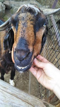 伊豆シャボテン動物公園に投稿された画像（2020/8/19）