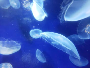 サンシャイン水族館に投稿された画像（2020/8/19）