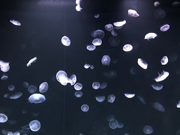 サンシャイン水族館に投稿された画像（2020/8/19）