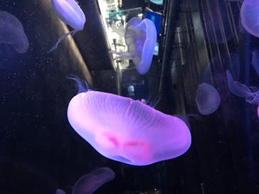 京都水族館に投稿された画像（2020/8/19）