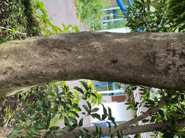 としまえんに投稿された画像（2020/8/19）