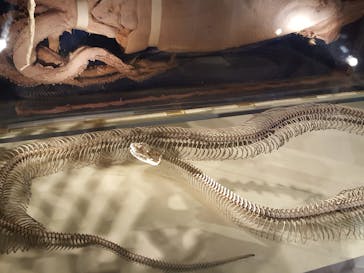 国立科学博物館に投稿された画像（2020/8/19）