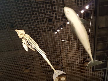 国立科学博物館に投稿された画像（2020/8/19）