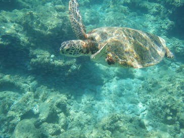 屋久島ガイドクラブに投稿された画像（2020/8/19）