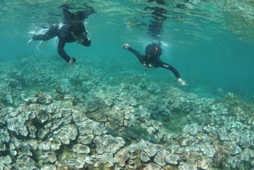 屋久島ガイドクラブに投稿された画像（2020/8/19）