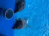 大分マリーンパレス水族館 「うみたまご」に投稿された画像（2020/8/19）