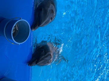 大分マリーンパレス水族館 「うみたまご」に投稿された画像（2020/8/19）