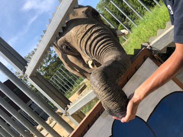 しろとり動物園に投稿された画像（2020/8/19）